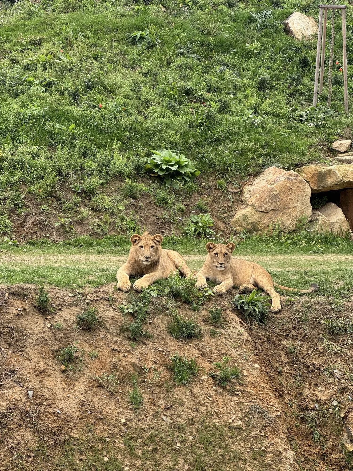 Naši předškoláci na výpravě v ZOO 11 Image 7